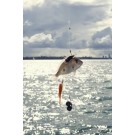 Narly Fishing Trip 4